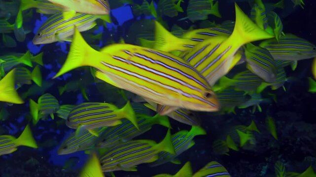 Large group of luminous, yellow snappers with distinctive black stripes gracefully swims together. Snappers are near vibrant coral reef, creating beautiful, colorful underwater environment in sea.