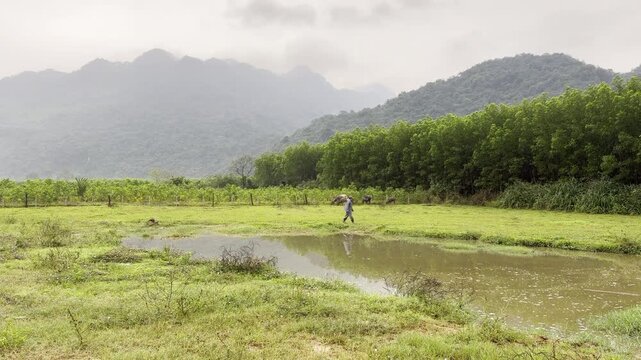 Lone farmer walking past water buffalos in mountainous rice fields, Vietnam