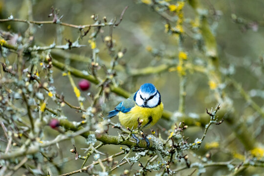 A Eurasian blue tit (Cyanistes caeruleus), a small passerine bird in the tit family, Paridae. 