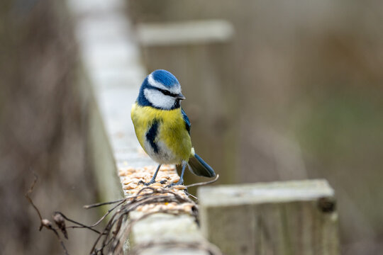 A Eurasian blue tit (Cyanistes caeruleus), a small passerine bird in the tit family, Paridae. 