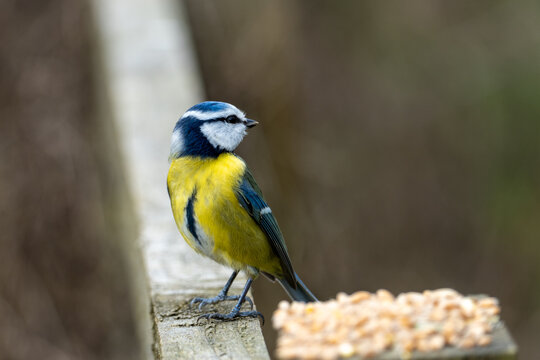 A Eurasian blue tit (Cyanistes caeruleus), a small passerine bird in the tit family, Paridae. 