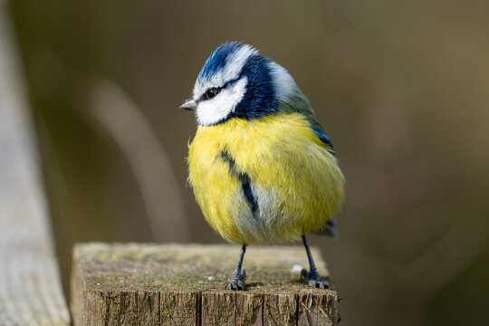 A Eurasian blue tit (Cyanistes caeruleus), a small passerine bird in the tit family, Paridae. 