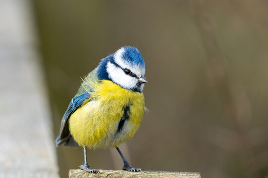 A Eurasian blue tit (Cyanistes caeruleus), a small passerine bird in the tit family, Paridae. 