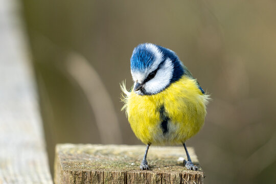 A Eurasian blue tit (Cyanistes caeruleus), a small passerine bird in the tit family, Paridae. 