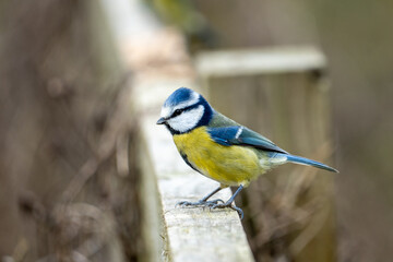 A Eurasian blue tit (Cyanistes caeruleus), a small passerine bird in the tit family, Paridae.  © Stuart