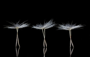 Obraz premium Extreme Macro of Dandelion Seeds resembling ballet dancers on the stage, with copyspace for texts