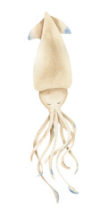 Squid character with tentacles watercolor hand drawn isolated illustration. Sea Aquatic marine animal cuttlefish. Underwater inhabitant ocean world for kid room decor, baby shower card,nautical poster © Fedulova_art