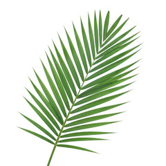 Obraz premium A single elegant green palm frond with pointed leaflets extending outward png