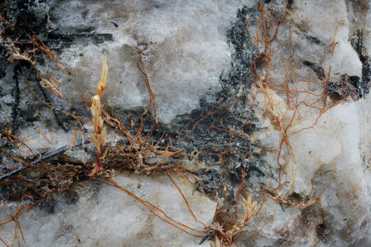 Macro image of analcime and aegirine with moss rhizoids from Blue Lakes Gorge area near Aykuayvenchorr Mt., Khibiny captured via microscope objective at 4&times; magnification with 9 mm field of view