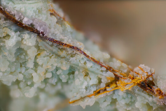 Macro image of aurichalcite light green granular with brown orange mineralized veins, pyromorphite yellow from Murzinsky Mine, Altai Krai, Russia. 10x magnification, 3.6mm field of view
