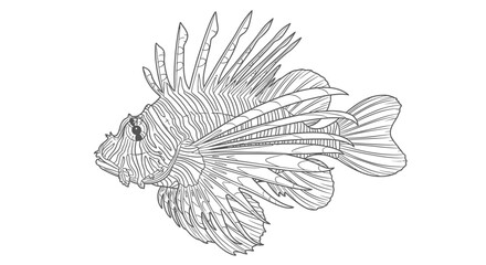 Fototapeta premium Intricate line art illustration of a lionfish against white background