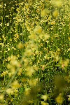 Campo verde buc&oacute;lico com flores amarelas em campo de paz e tranquilidade, cen&aacute;rio sereno rural