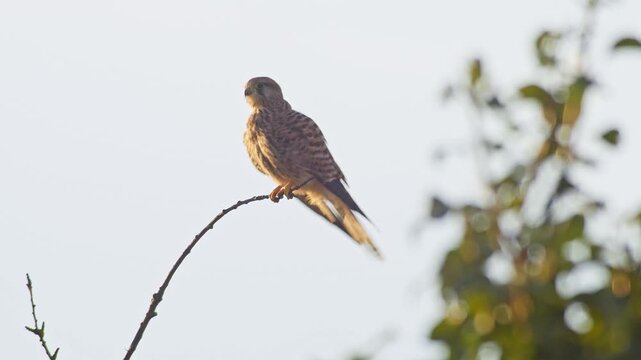 Common Kestrel Female Preening Feathers on Tree Branch at Sunrise, Wild Falcon Grooming in Summer Morning Light, 4K