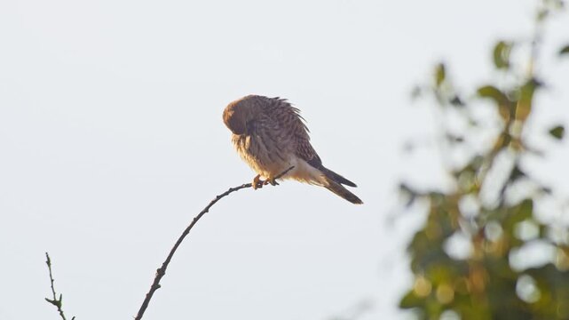 Common Kestrel Female Preening Feathers on Tree Branch at Sunrise, Wild Falcon Grooming in Summer Morning Light, 4K