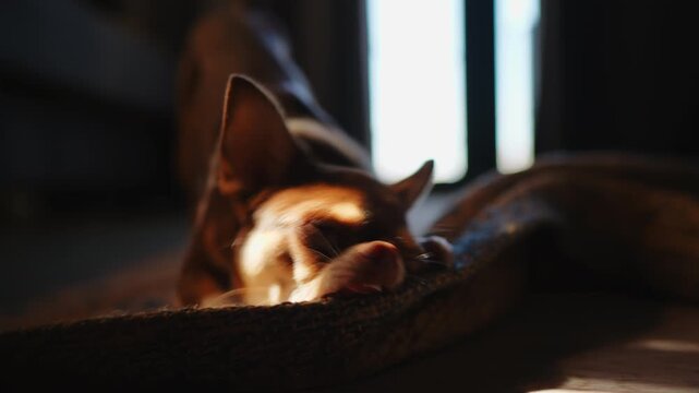 Adorable brown and white Chihuahua dog enthusiastically gnawing and pulling a textured rug on a sunlit floor. Playful pet interaction, capturing curious behavior in warm, natural light