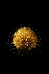 Golden Floral Radiant Chrysanthemum Bloom In Darkness Studio Photography