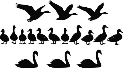 Bird silhouette illustration set, ducks swans flying walking swimming artwork, avian posture vector drawing, wildlife design concept © Fenshi