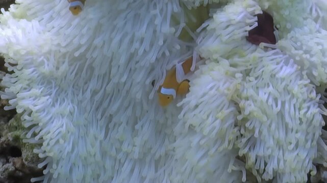 Playful Clownfish frolic amongst the waving tendrils of a radiant white Anemone, a vibrant underwater ballet during the bright daylight hours.