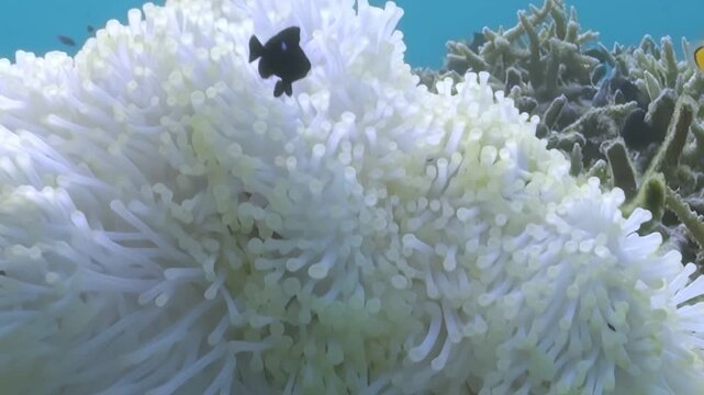 Two orange Clownfish and black fish playfully flit in and around a luminous white anemone in a sunny, shallow reef. An enchanting underwater ballet unfolds.