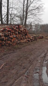 Vertical shot of stacked tree trunks on the side of a muddy forest road. Deforestation process and timber industry logistics in a late autumn or early spring woodland