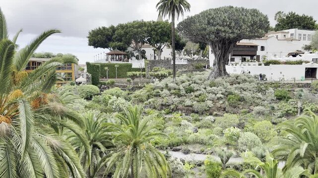 Lush greenery in park near Drago tree in Icod de Los Vinos Tenerife