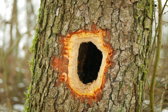 Black woodpecker hole close-up alders Alnus trees Dryocopus martius has round hollow wood hollowed out by the strong beak or bill of Woodpeckers picidae bird nest or home in forest woodland farmland