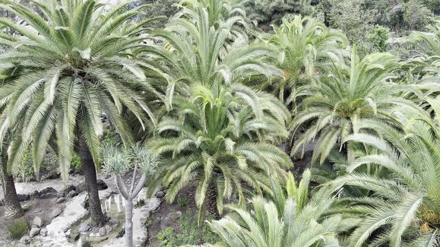 Lush greenery in park near Drago tree in Icod de Los Vinos Tenerife