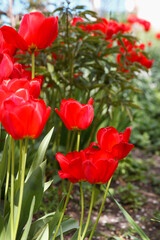 Vibrant red tulips blooming in a sunlit spring garden. Shallow depth of field with soft focus green foliage in the background