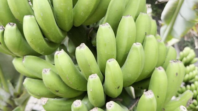 Green bananas growing on banana plant Musa paradisiaca in park near Drago tree in Icod de Los Vinos Tenerife