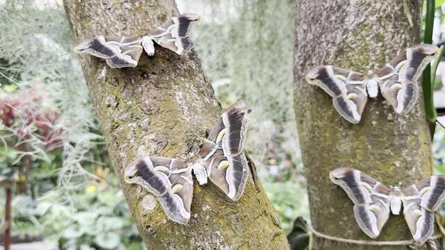Beautiful butterfly Spanish Festoon, Zerynthia rumina in Mariposatio near the Drago tree in Icod de Los Vinos Tenerife