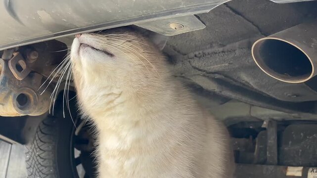 Fluffy cream-colored Ragdoll cat with blue eyes positioned under parked car. Curious feline pet looking at camera from between vehicle tire and pavement. Close-up footage of long-haired cat in garage 