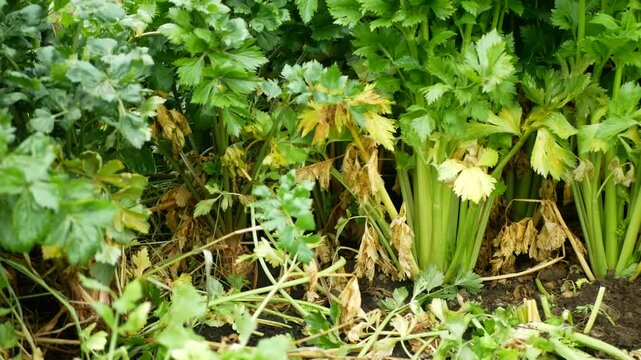 Farm celery Apium graveolens bio garden Dulce group organic healthy plant fresh green plant and dried leaves and stalk leftover organic domestic compost cultivated winter and early spring vegetables