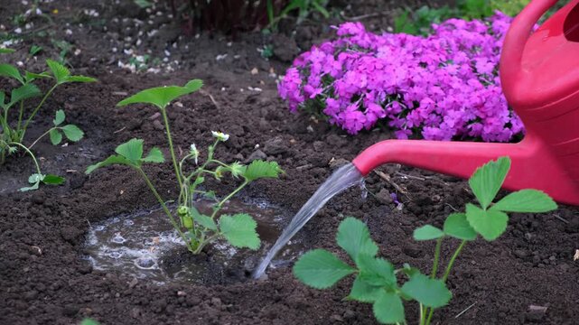 Gardener watering freshly planted strawberry seedlings from red watering can, plant hydration, growing berries, garden care, spring work on the garden plot. close-up. gardening concept.