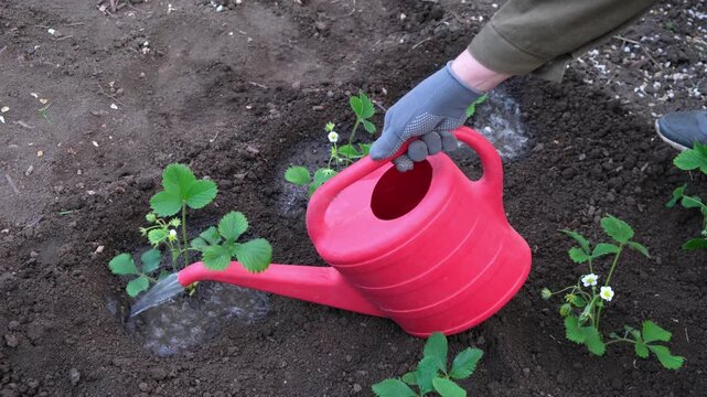 Gardener watering freshly planted strawberry seedlings from red watering can, plant hydration, growing berries, garden care, spring work on the garden plot. close-up. gardening concept.
