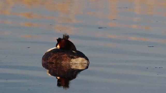 Great Crested Grebe (Podiceps cristatus) resting on a calm lake at sunset with a Eurasian Coot swimming in the background.