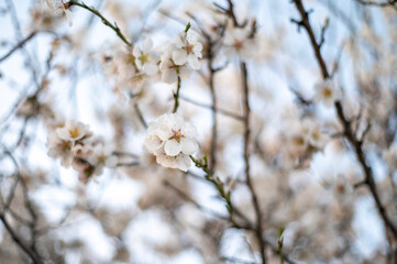Obraz premium A detailed close-up shot of white and pale pink almond blossoms (Prunus dulcis) on dark branches. The soft focus background highlights the delicate texture of the petals during the spring season.