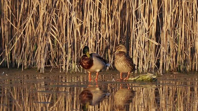 Mating ritual of Mallard ducks (Anas platyrhynchos) in a wetland pond during golden hour.