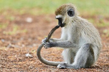 Obraz premium petit singe joue avec sa queue
