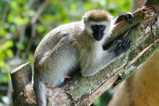 singe aux testicules bleus