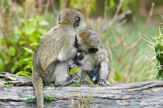 deux singes se chamaillent