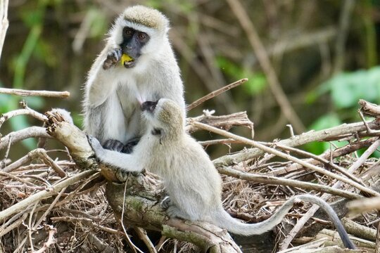 maman singe qui allaite son b&eacute;b&eacute;