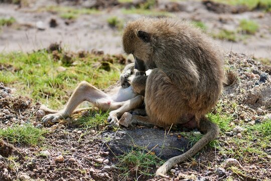 toilette de singes