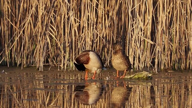 Mating ritual of Mallard ducks (Anas platyrhynchos) in a wetland pond during golden hour.