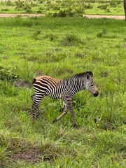 Obraz premium Close up of a cute baby zebra foal walking in the green grass of Mikumi National Park, Tanzania.