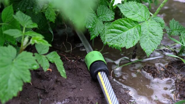 Water spraying from garden hose onto green raspberry bushes, watering plants, garden care, irrigation system, summer chores. landscaping of the territory. gardening concept