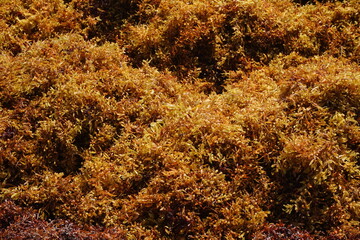 A detailed close-up shot of dense, brown sargassum seaweed mat, showcasing its complex texture, small air bladders, and intricate leaf structures. Bright sunlight creates stark shadows. © 1975boomerang