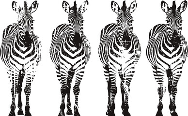 Fototapeta premium four standing zebras with front view on white background black and white striped wildlife animals