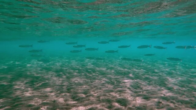 A lot of Mullets, Mugilidae floating in the water column in sun glare at daytime, Slow motion, School of Mullet fish swimming in turquoise water in sunburst at sunny day 