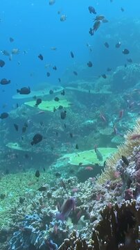 A plethora of fish swim near vibrant coral formations. The underwater landscape is teeming with life in this tropical paradise, sometime during the day.