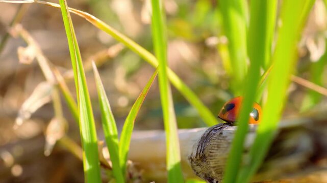 生態記録素材。春の陽だまりで活動するてんとう虫